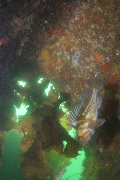 COPPER ROCKFISH IN WRECK